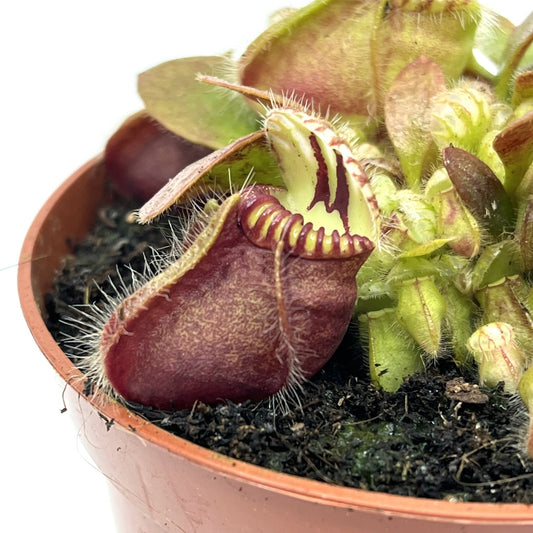 Cephalotus follicularis