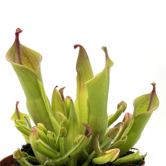 Heliamphora heterodoxa x minor