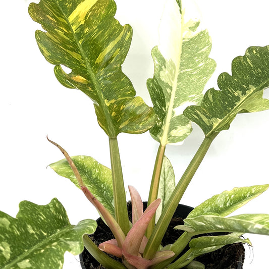 Philodendron 'Ring of Fire'