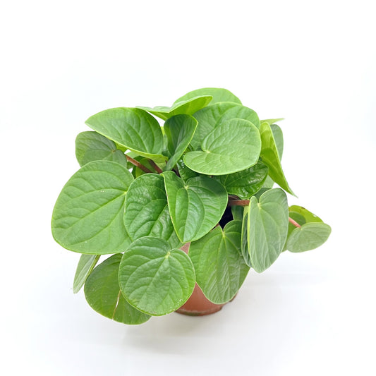 Peperomia albovittata 'Rana Verde'