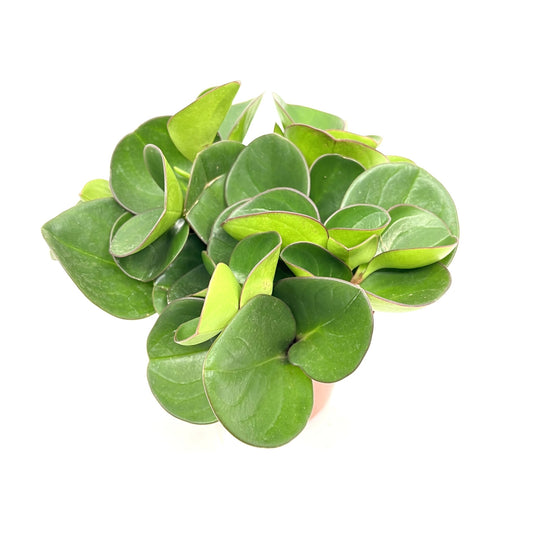 Peperomia clusiifolia 'Red Margin'