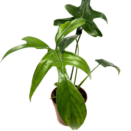 Philodendron pedatum 'Glad Hands'