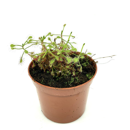 Drosera madagascariensis