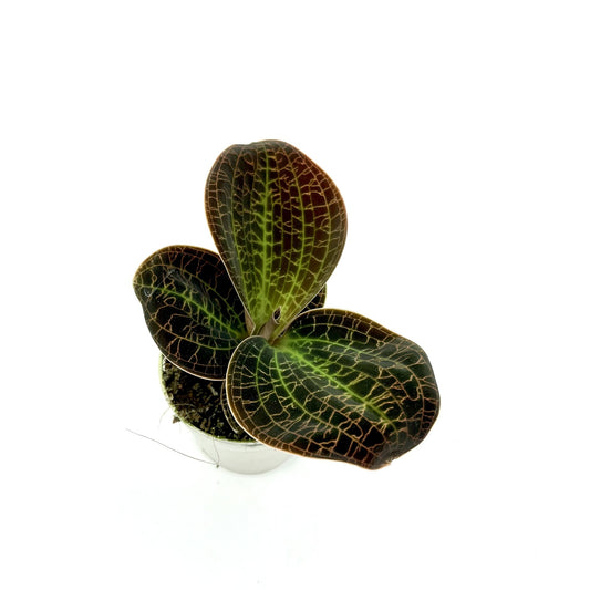 Dossinia marmorata