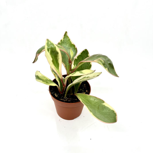 Peperomia clusiifolia 'Jelly'