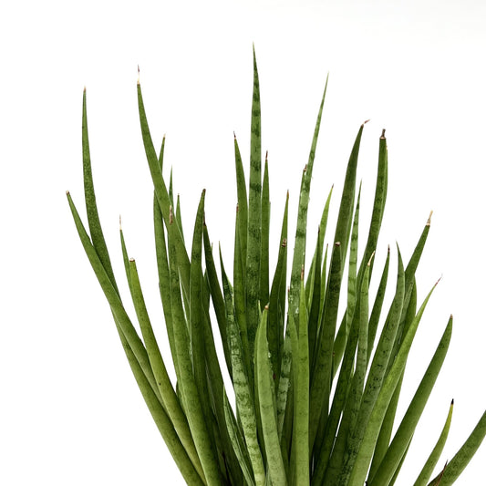 Dracaena trifasciata 'Medusa' (Sansevieria laurentii)