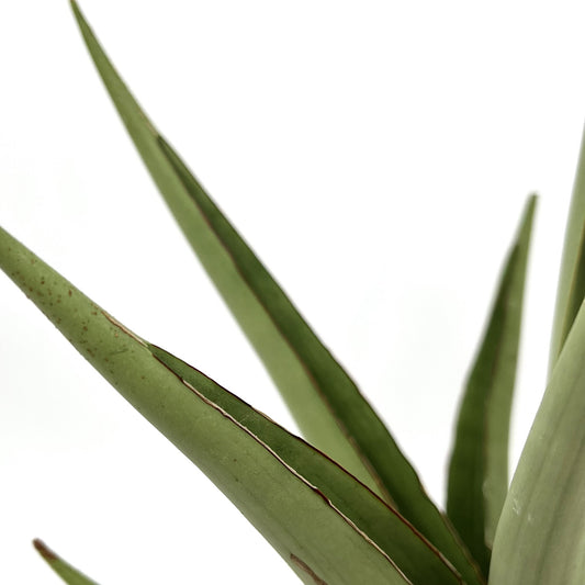 Dracaena 'Chanin' (Syn: Sansevieria 'Chanin')