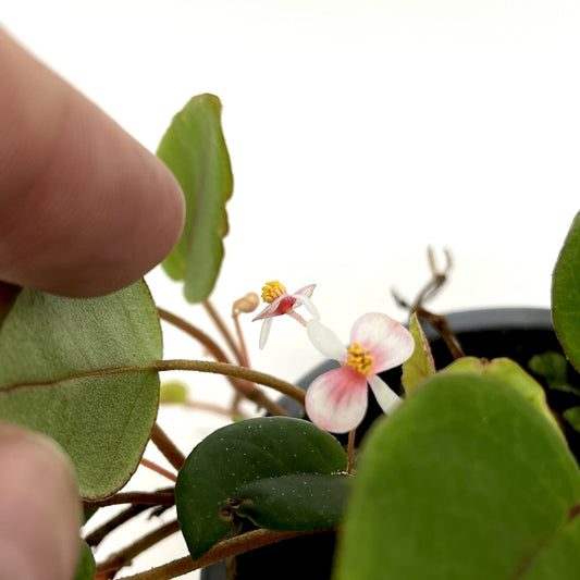 Begonia elaeagnifolia