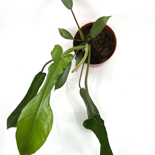 Philodendron x joepii