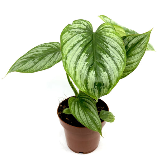 Philodendron mamei