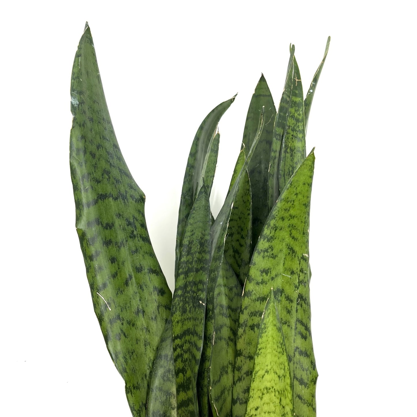 Dracaena zeylandica (Sansevieria zeylandica)