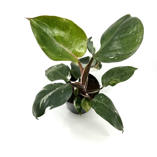 Philodendron erubescens 'White Knight'