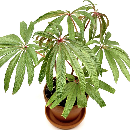 Begonia luxurians