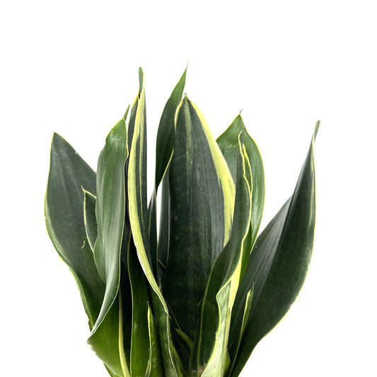 Dracaena trifasciata 'Diamond Flame' (Sansevieria laurentii)