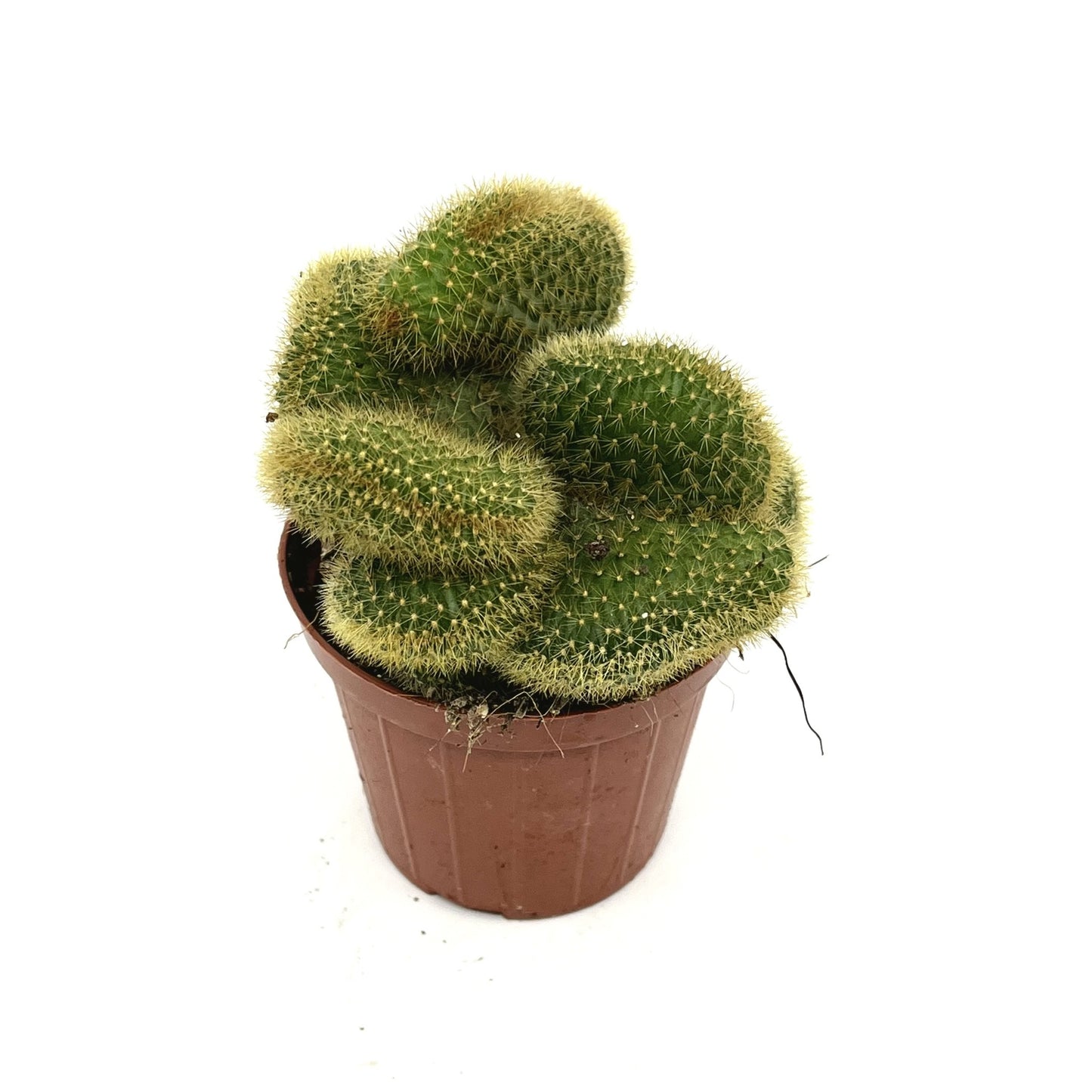 Aporocactus sp. f cristata