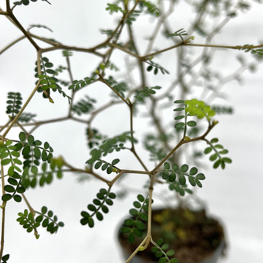 Sophora prostrata 'Little Baby'