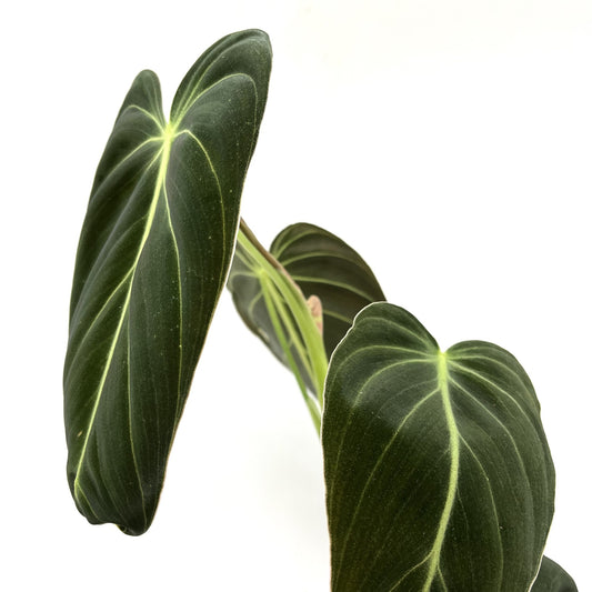 Philodendron melanochrysum