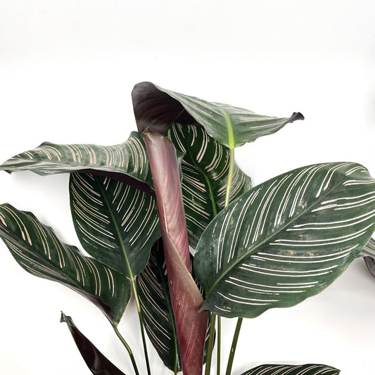 Goeppertia ornata