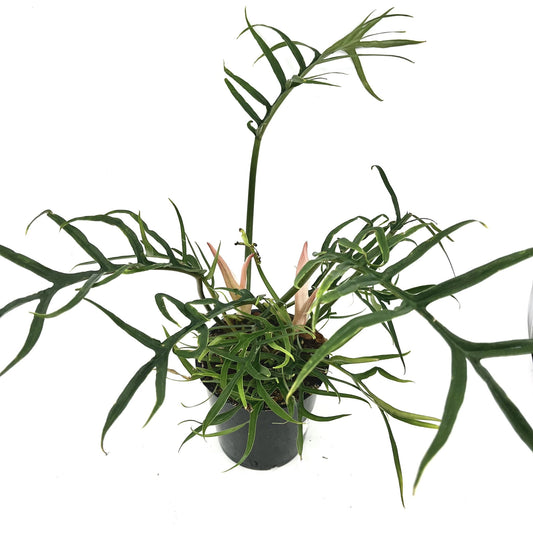 Philodendron tortum
