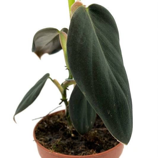 Philodendron gigas