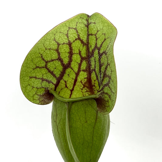 Sarracenia purpurea hybride