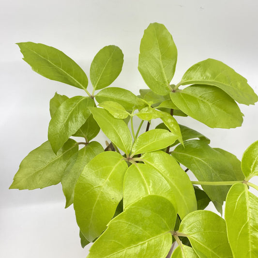 Heptapleurum actinophyllum 'Gold' (Schefflera actinophylla 'Gold')