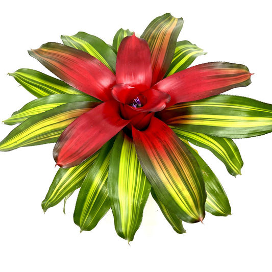 Neoregelia 'Freddie'