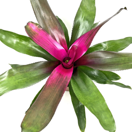 Neoregelia 'Purple Star'