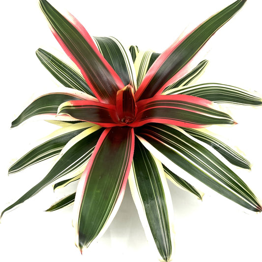 Neoregelia 'Valentine'