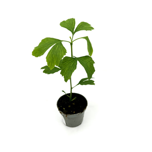 Ginkgo biloba