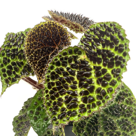 Begonia melanobullata