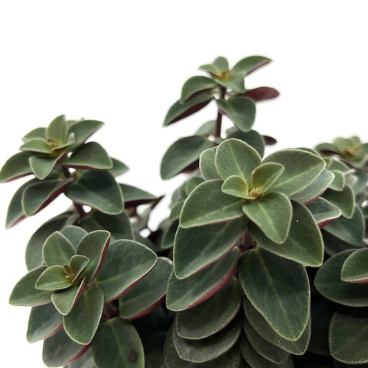 Peperomia verticillata