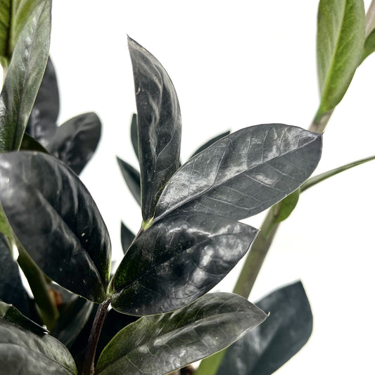 Zamioculcas zamiifolia 'Raven'