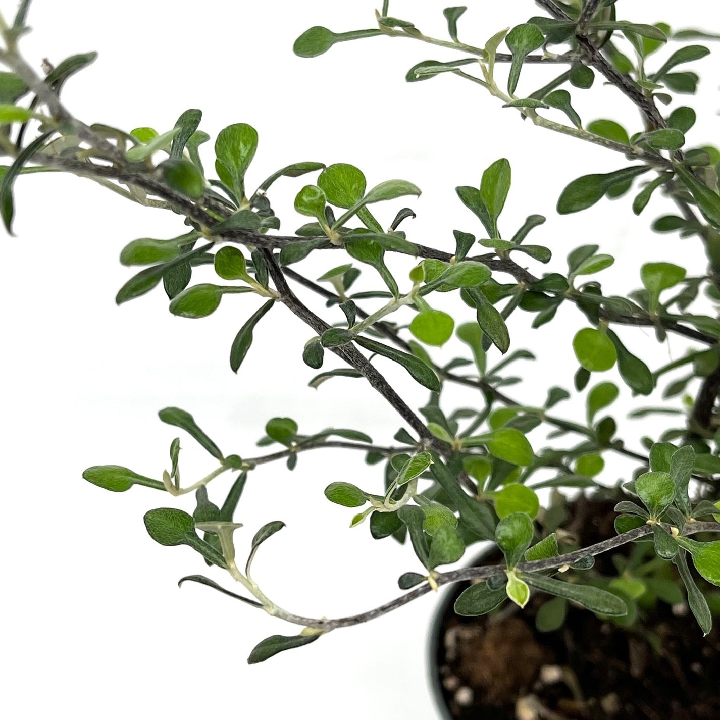 Corokia × virgata 'Maori Green' – Spore Nursery