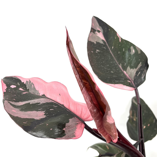 Philodendron erubescens 'Pink Princess'