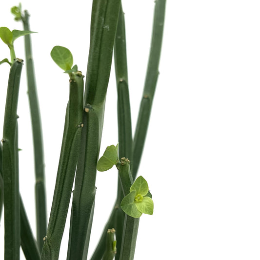 Euphorbia phosphorea