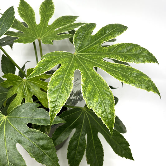 Fatsia japonica 'Spiderweb'