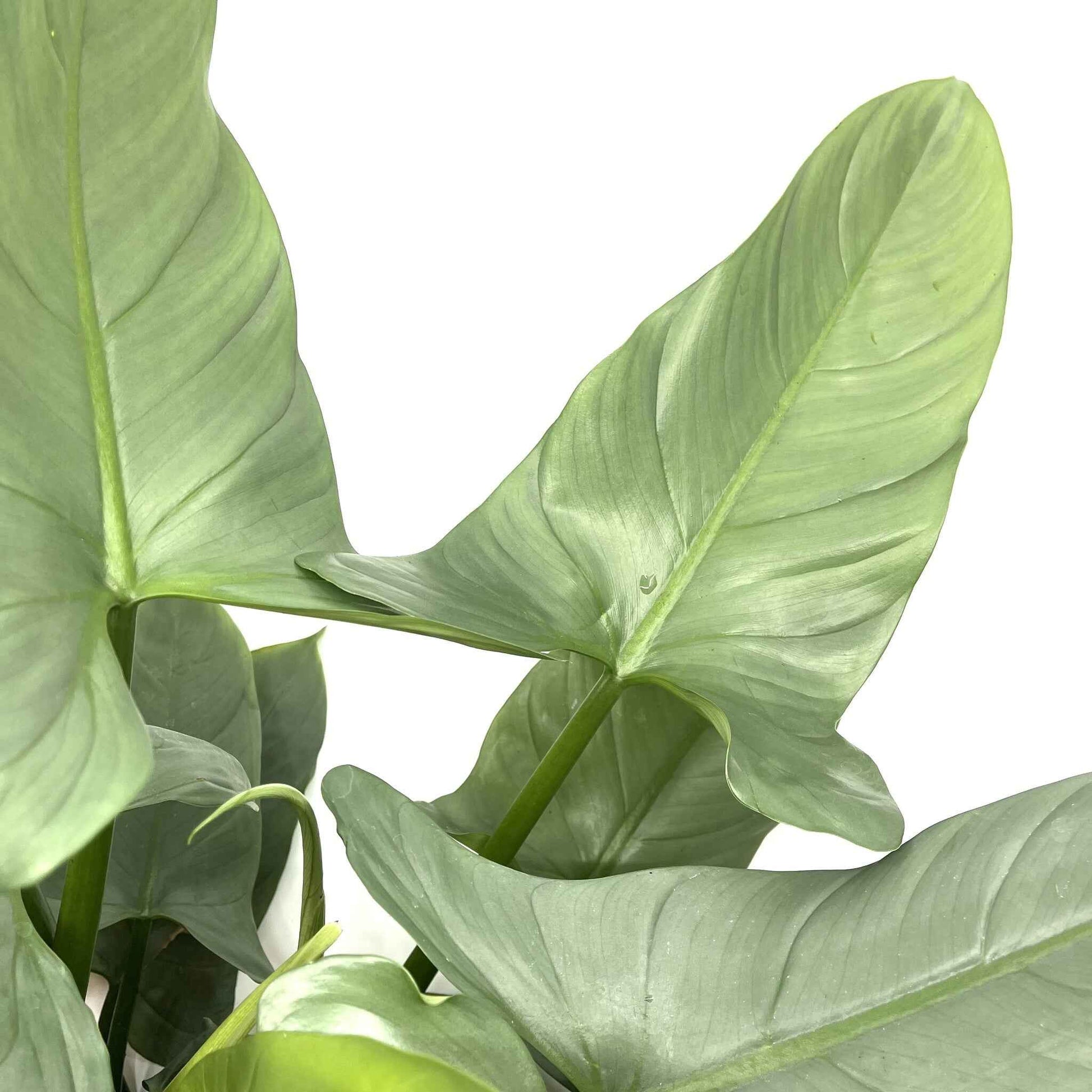 philodendron hastatum verzorging Philodendron hastatum 'Silver queen' – Spore Nursery