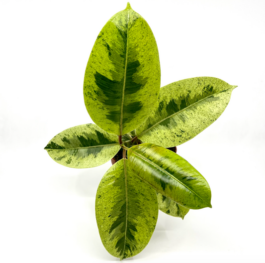 Ficus elastica 'Schrijveriana'