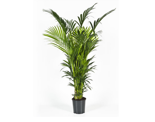 Howea forsteriana