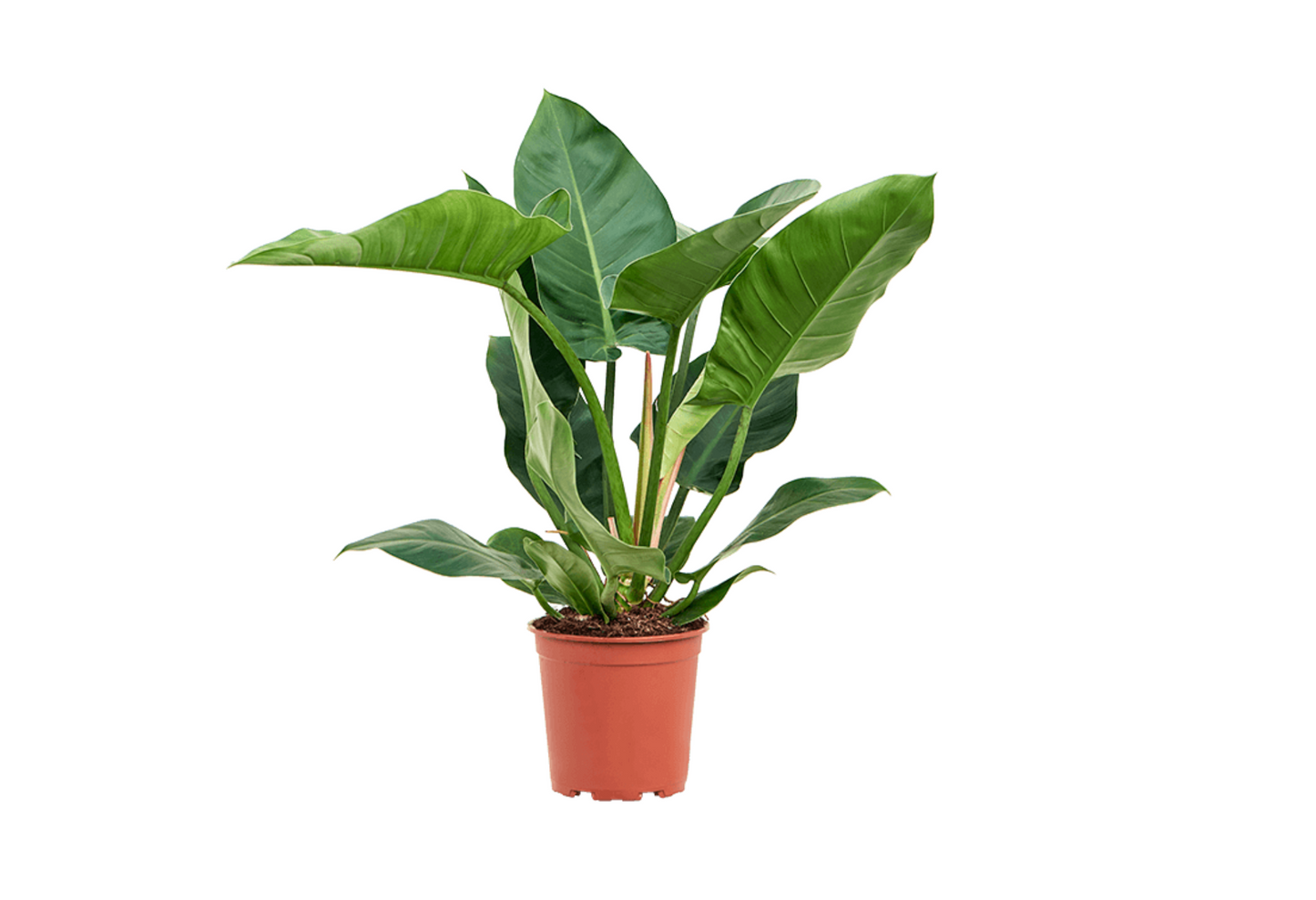 Philodendron erubescens 'Imperial Green'