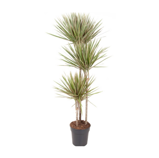 Dracaena reflexa var. angustifolia 'Bicolor'