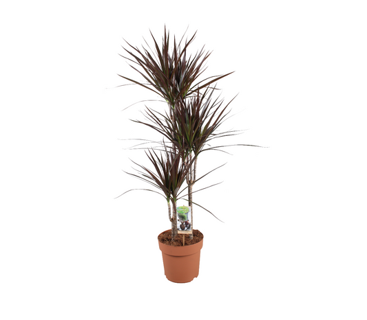 Dracaena reflexa var. angustifolia 'Magenta'