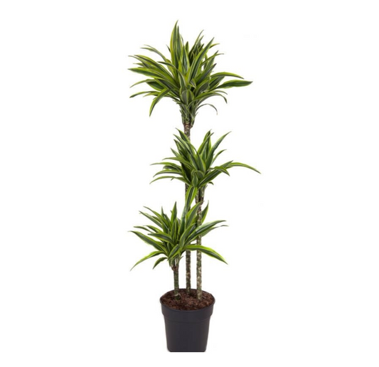Dracaena fragrans  'Lemon Lime'