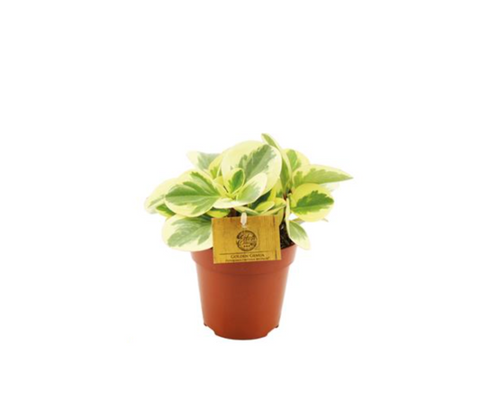 Peperomia obustifolia variegata