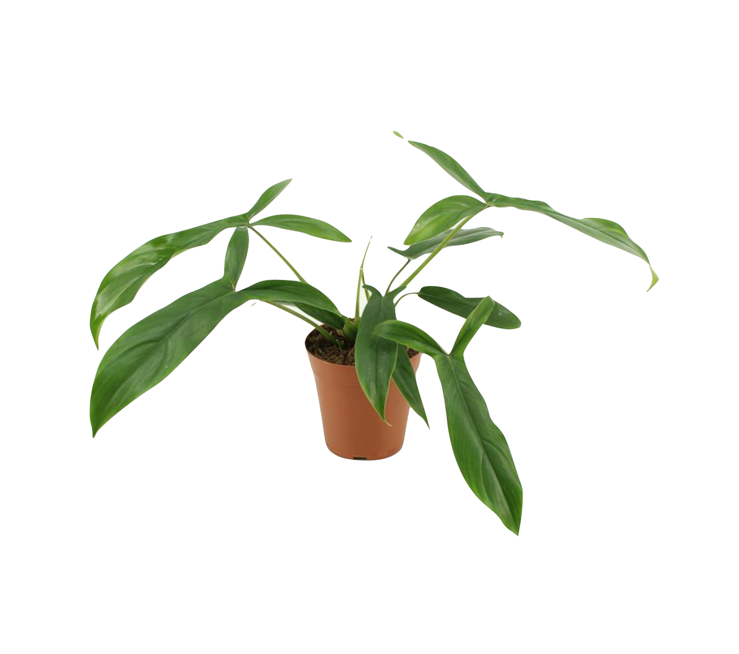 Philodendron 69686