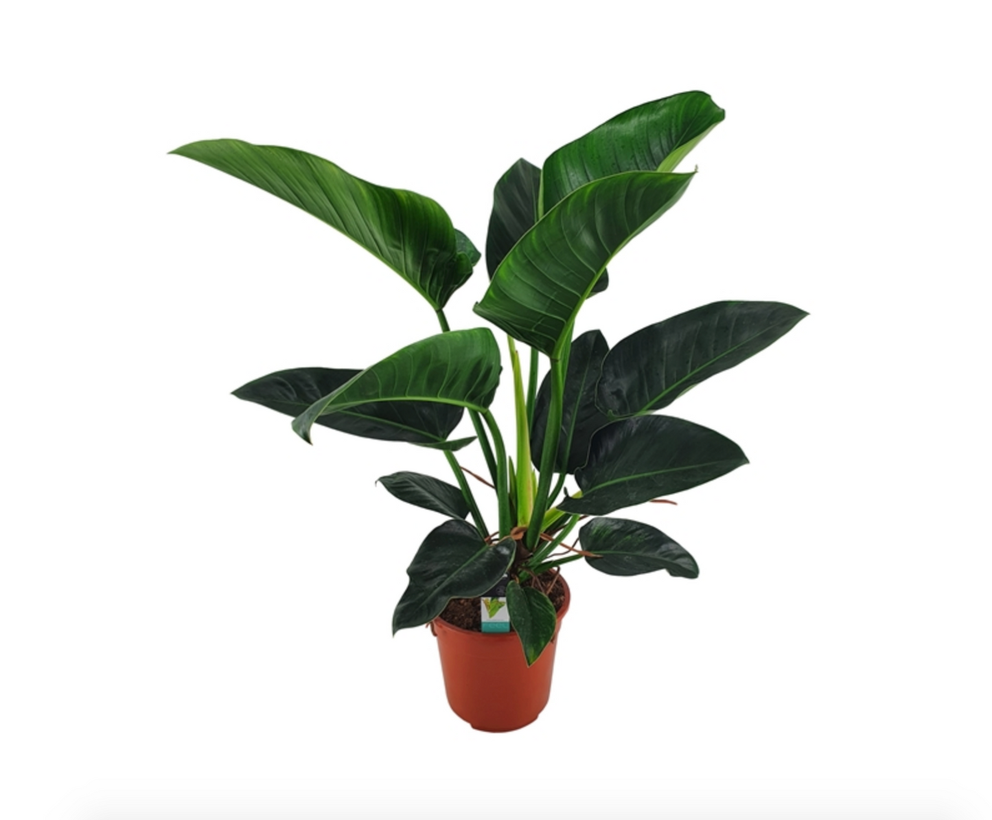 Philodendron 'Congo Millions'