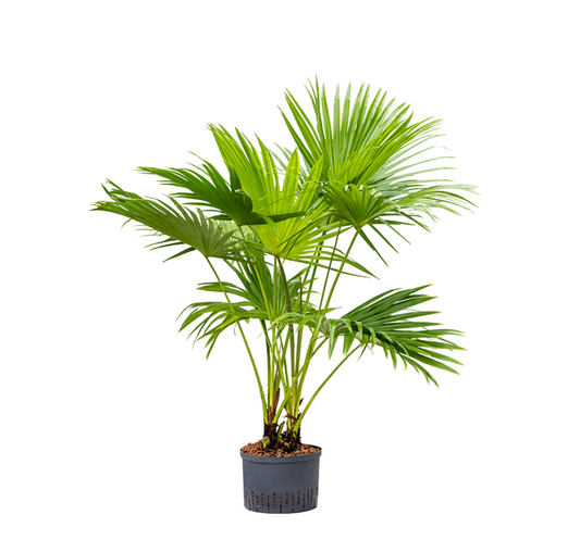 Livistona chinensis