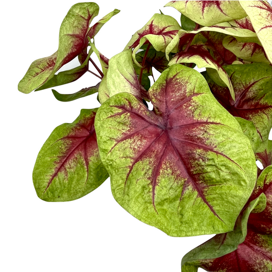 Caladium bicolor 'Lemon Blush'