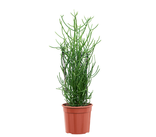 Euphorbia tirucalli